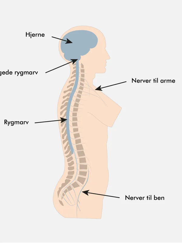 Nervesystemets opbygning